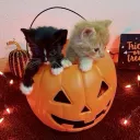 🎃 rose ; giveaways , vcs & social