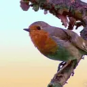 The Birb Tree