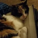 Calico Corner