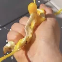 THE GRIP