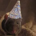 rats in tin foil hats
