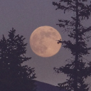 Mushroom Haven Discord server icon