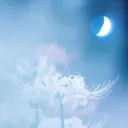 black rose