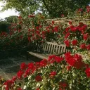 The Rosee Garden