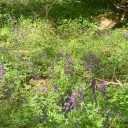My5t’s Meadows