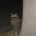 Rac lair Discord server icon