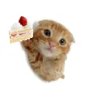 nekochiii ⋆˚꩜｡