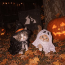 Link 🎃 |  24/7 Chats & VCs icon