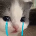 우는 고양이 마을