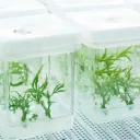 Plant Tissue Culture