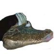 Croc Sanctuary