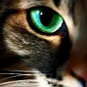 Warriors: Beyond the whiskers