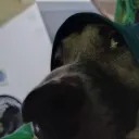 Gominhos de Bosta