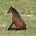 lilyeehaw's ranch