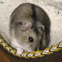 KamoNegiのサーバー