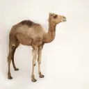 Camelcord