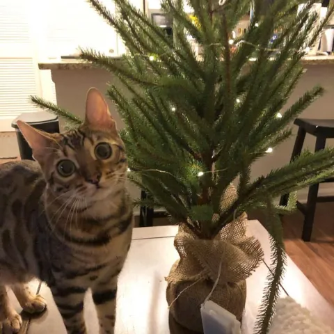 ⊝ | ДРУЗЬЯ ᓚᘏᗢ 𝄃𝄃𝄂𝄂𝄀𝄁𝄃𝄂𝄂𝄃𝄃 ♛🌸 banner