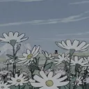¡  Daisies  ! ♡  ֢