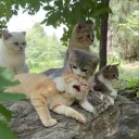 {Archived} Cat Council ๐ธ