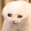 Guesty..? discord chat
