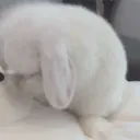 ✦ Vanilla Fang’s ✦'s icon