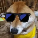 犬小屋