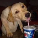 Gooberstan ‒  Discord Server Icon