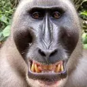 Monke HQ