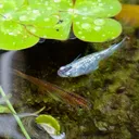 元Lobiアクアリウム