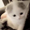 miawers