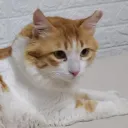 Happy Catz