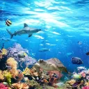 Dolphin's Tank