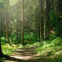 Mossy Forest
