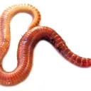 worm_world