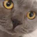 Приют Дуги