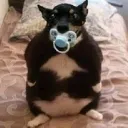 𝔹𝔸ℕ𝔻𝕆 𝔻𝕆 𝔻𝕆𝔾 ℙ𝔸ℕℂ̧𝕌𝔻𝕆
