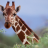 Giraffe Loans
