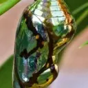 The Chrysalis