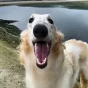 BORZOIWORLD™