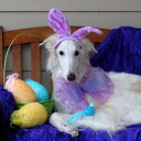 BORZOIWORLD™ Discord server icon