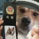 Doggo City's icon
