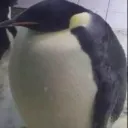 GREG.