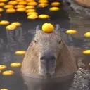 ZeRoo v2 / Doardo