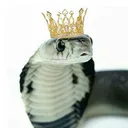 CobraKing's Court