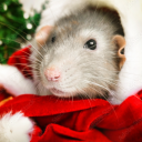 ✮ ; rat empire : Discord server icon