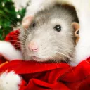  ; rat empire : Discord Server Icon