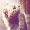  ᏣᏂᎯᏫᎦ ᎵlᎯᏣᏋ  Discord Server Icon