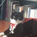 FVV