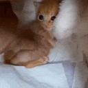 socializing 🎃 SFW ♡  guild tags ♡ egirls ♡ fun ♡ chill ♡ gaming ♡ emotes ♡ anime ♡ voicechat icon