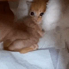 socializing 🎃 SFW ♡ guild tags ♡ egirls ♡ fun ♡ chill ♡ gaming ♡ emotes ♡ anime ♡ voicechat — мониторинг Discord сервера, статистика и рейтинг